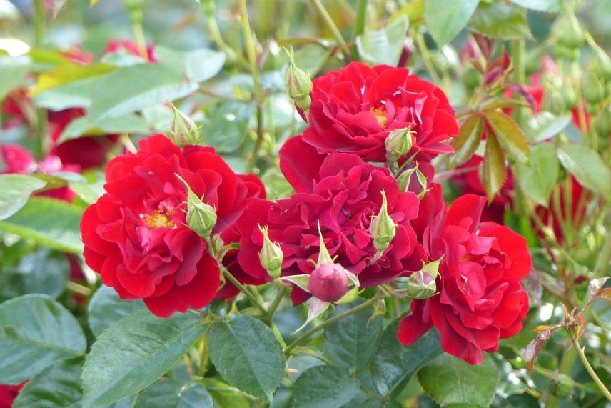 rosier bordure allée