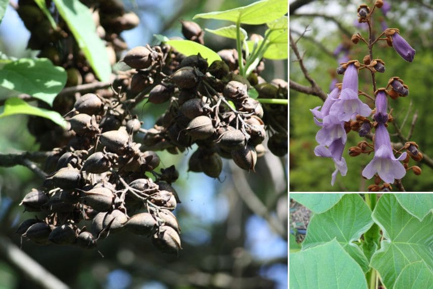arbres fruits décoratifs