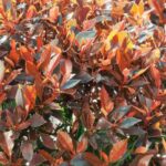 Cultiver un Photinia en pot 
