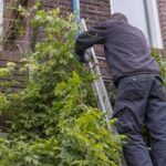 Quand et comment rabattre une glycine ? 