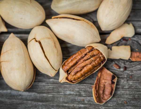 Récolte et conservation des noix de pécan : nos conseils