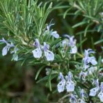 Comment tailler le romarin sur tige ?