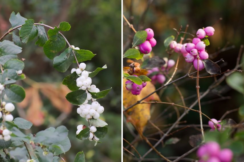 haies arbustes baies décoratifs