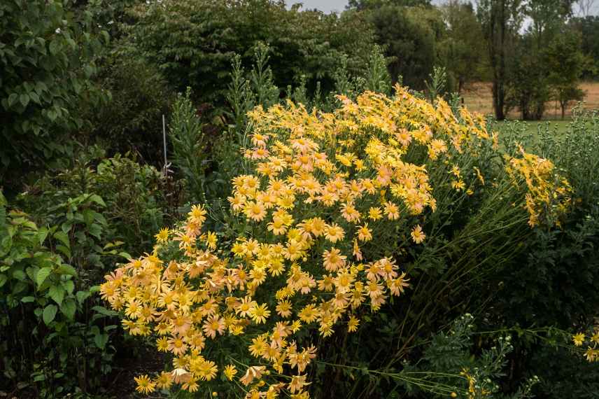 chrysantheme jaune orange