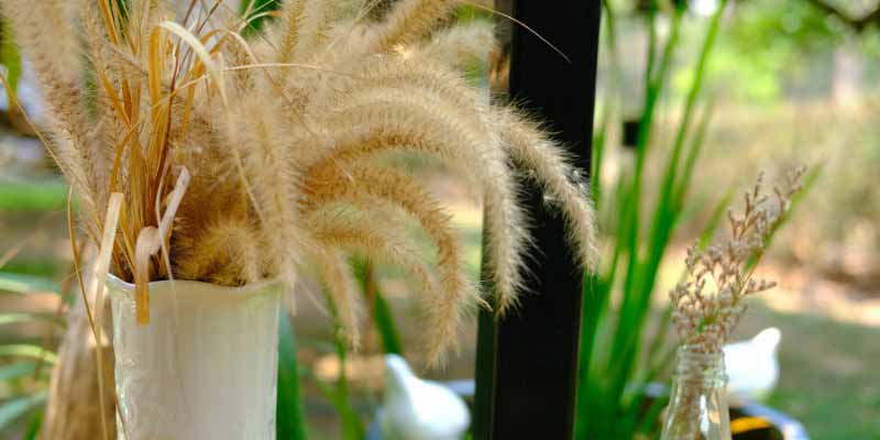 Pennisetum, bouquet sec