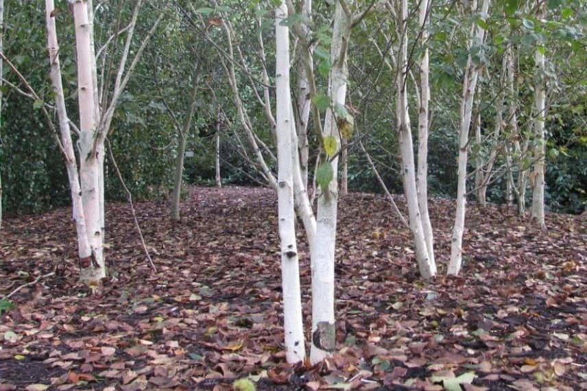 La forme des arbres : cépée