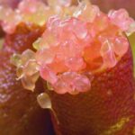 Comment cultiver un citron caviar en pot ?