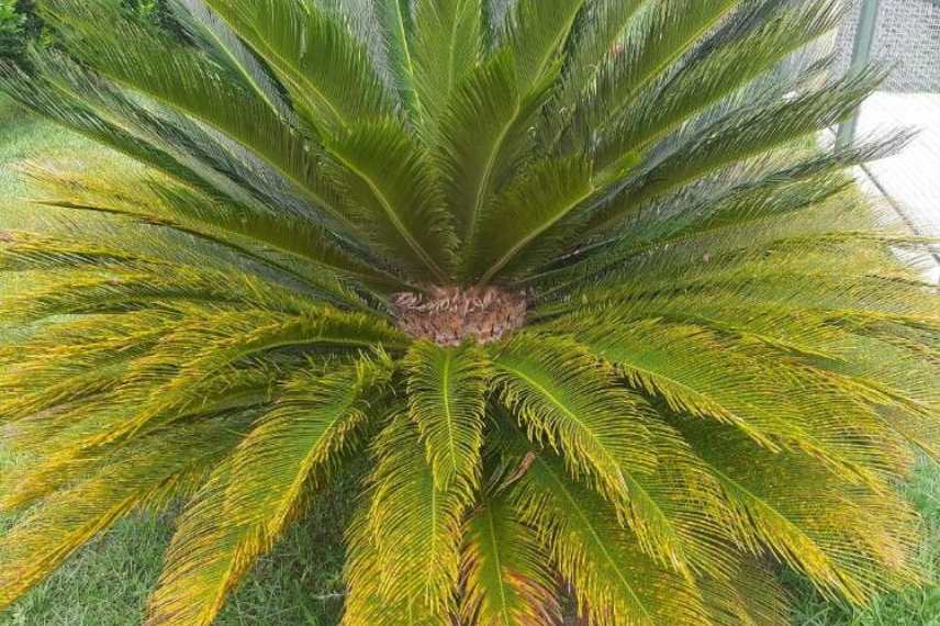 maladie feuilles cycas