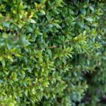 Comment faire une haie avec des alternatives au buis ?