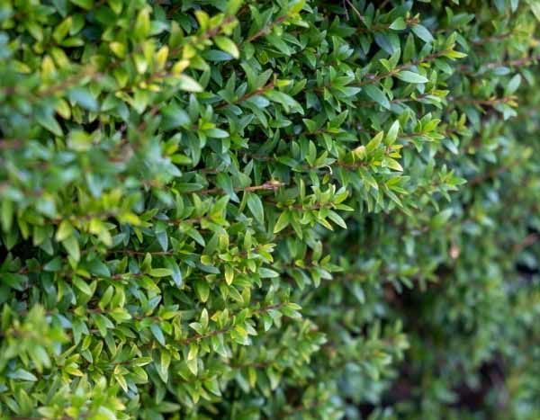 Comment faire une haie avec des alternatives au buis ?