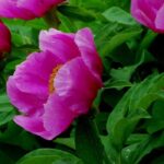 Comment choisir une pivoine selon la forme de ses fleurs ?