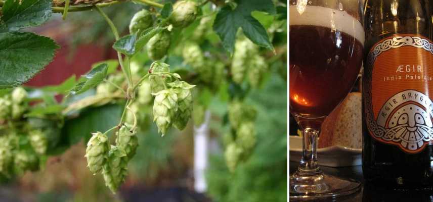 quelle variete de houblon pour fabriquer sa biere