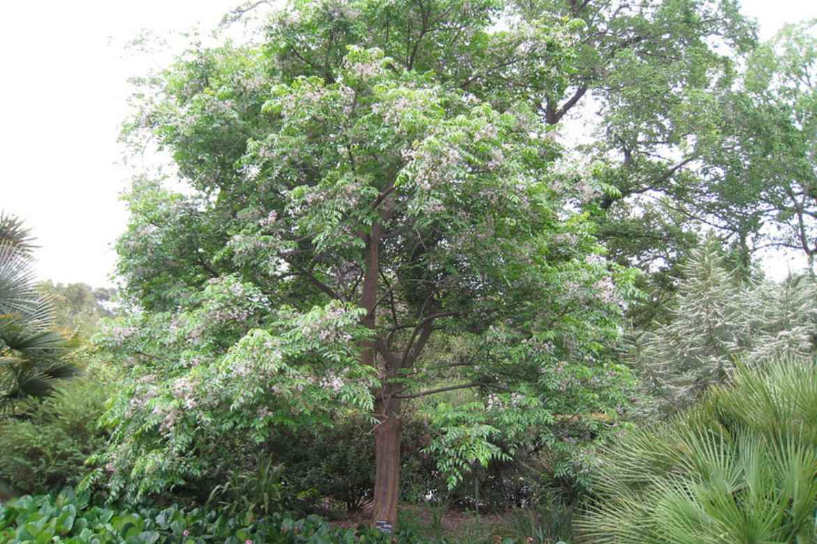 margousier plantation ou planter