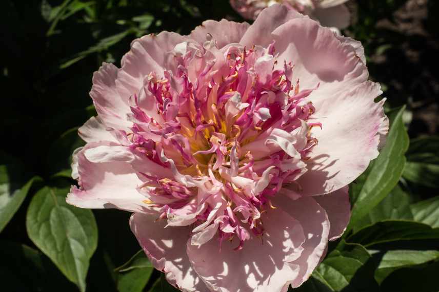 pivoine couleur rose