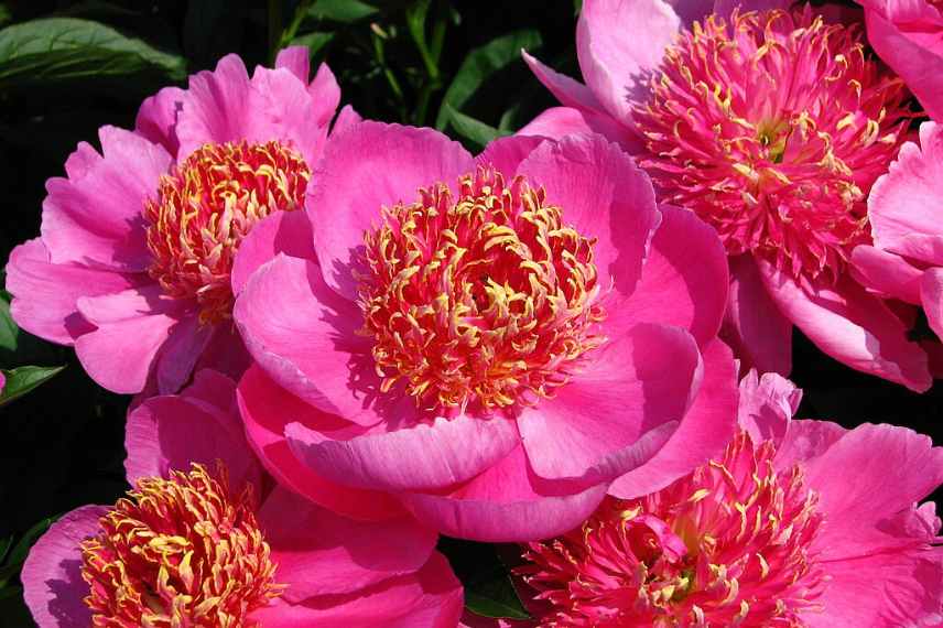 pivoines a fleurs roses