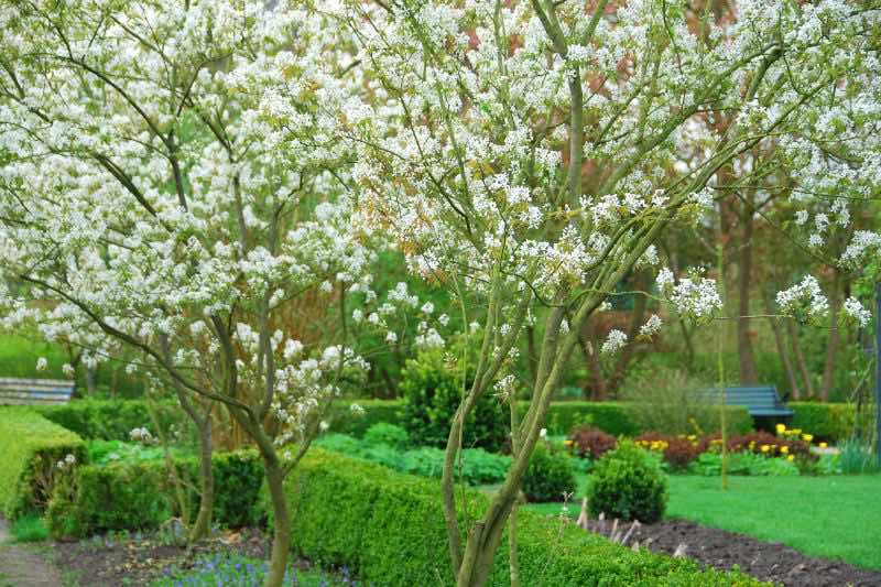Floraison amelanchier