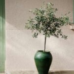 Quand et comment faire une bouture d'olivier ?