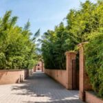 Comment créer une haie de bambou ?