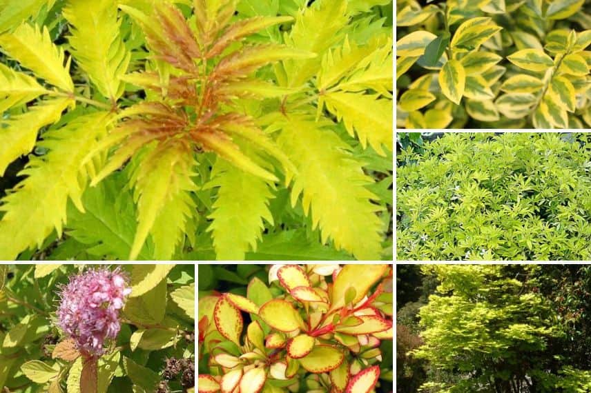 plantes feuillage doré