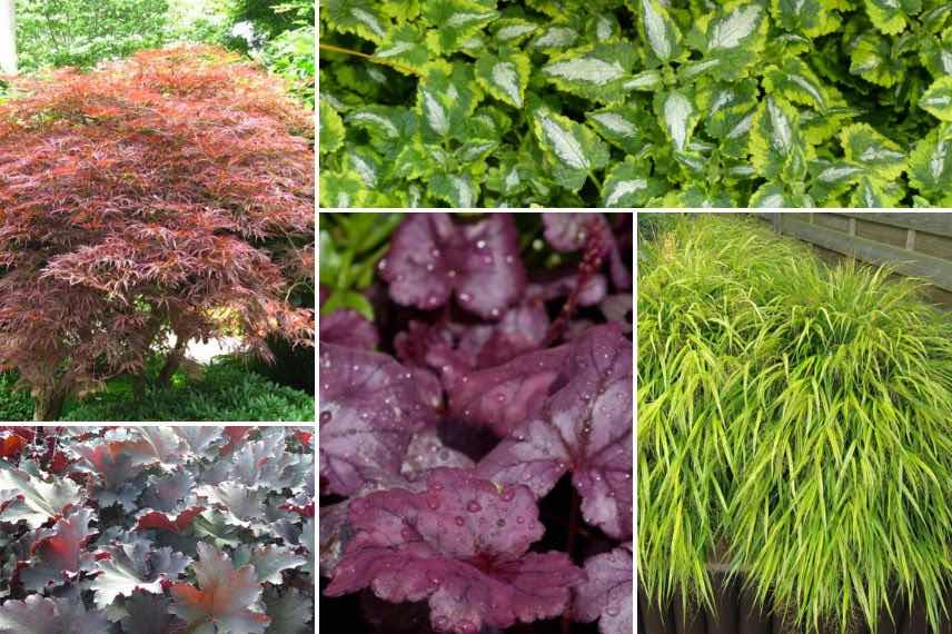 associer les couleurs au jardin