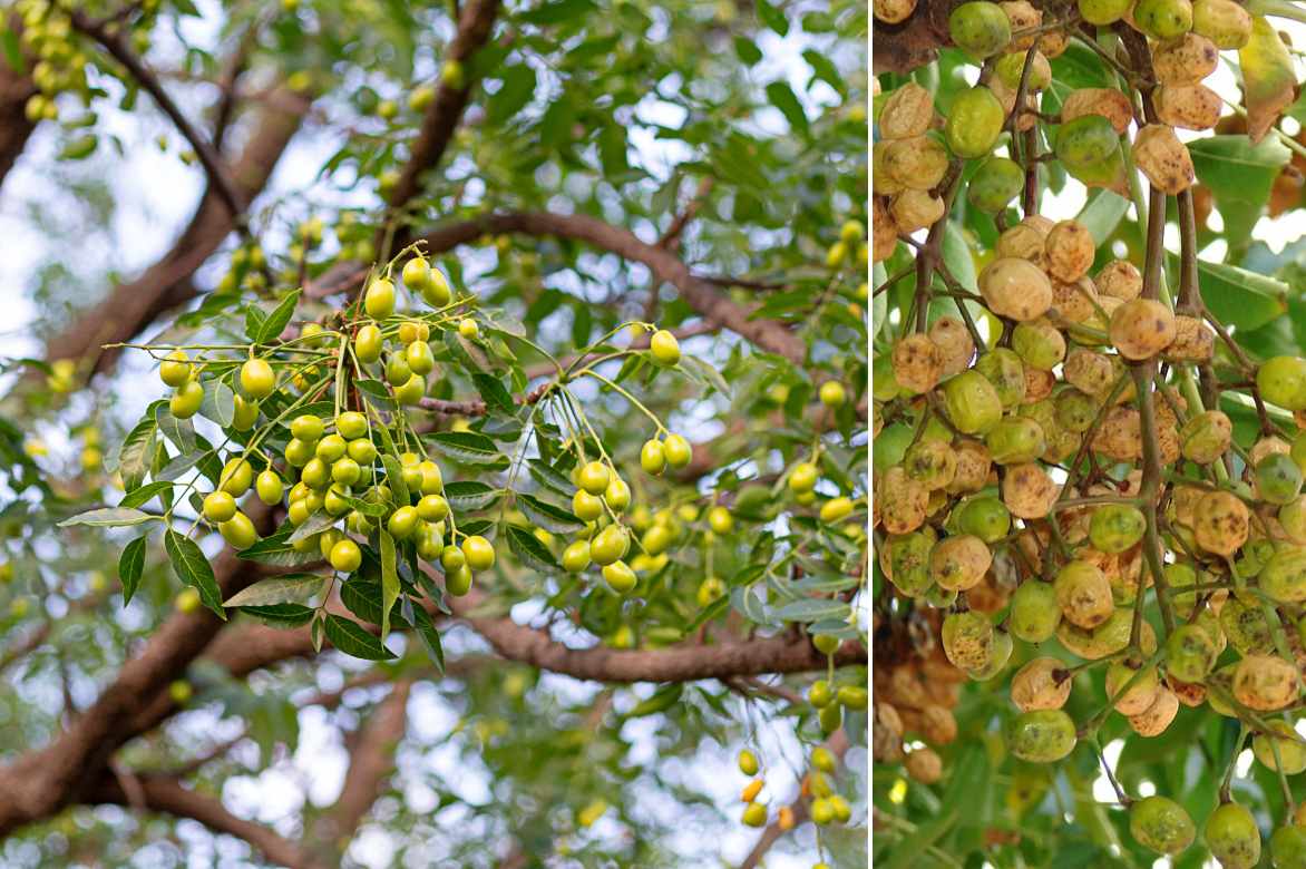 Melia fruits fructification