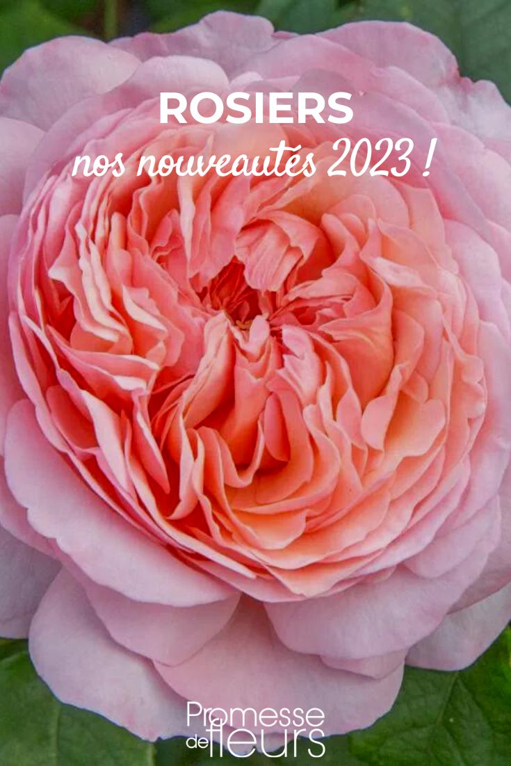 rosier Jean de la Fontaine