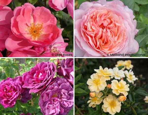 Rosiers : nos nouveautés Automne 2023