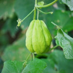 Comment récolter et conserver les chayottes ?