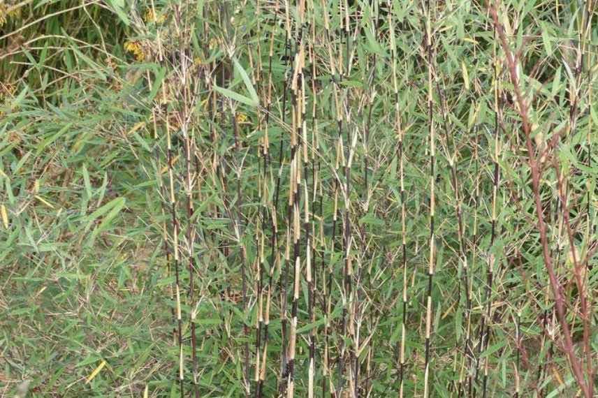 Fargesia sp Jiuzhaigou Deep Purple