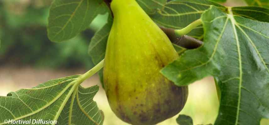 figuier pour region chaude