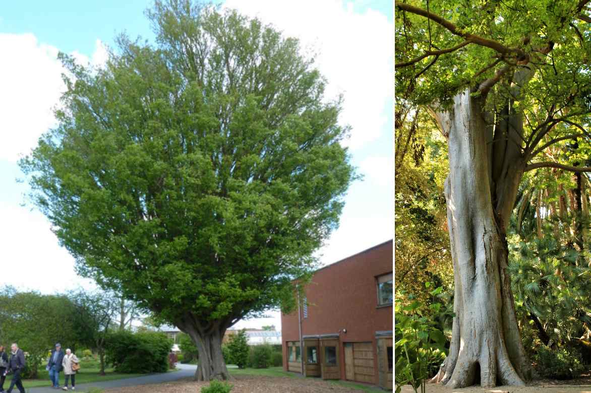 orme du caucase siberie