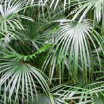 7 palmiers nains pour terrasse, balcon ou petit jardin