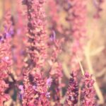 7 sauges à fleurs roses