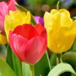 Pourquoi mes tulipes ne fleurissent pas ?