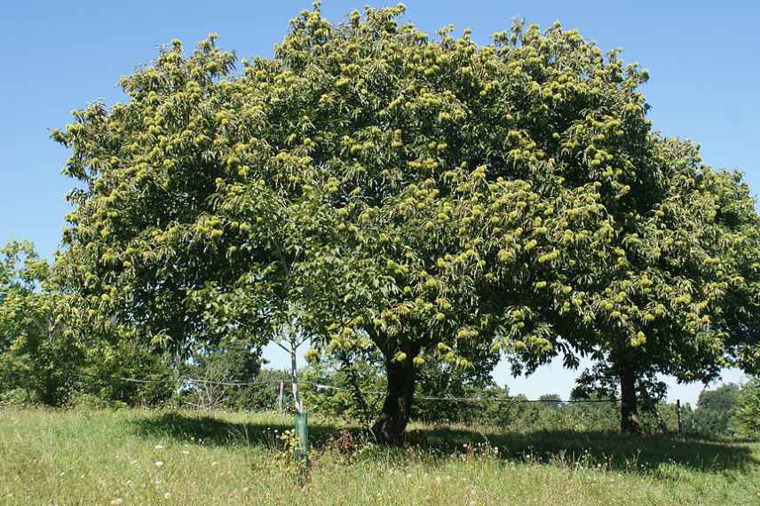 chataigniers par saison mois de recolte