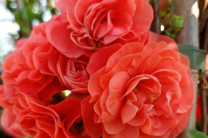 fleurs orange de Cognassier du Japon