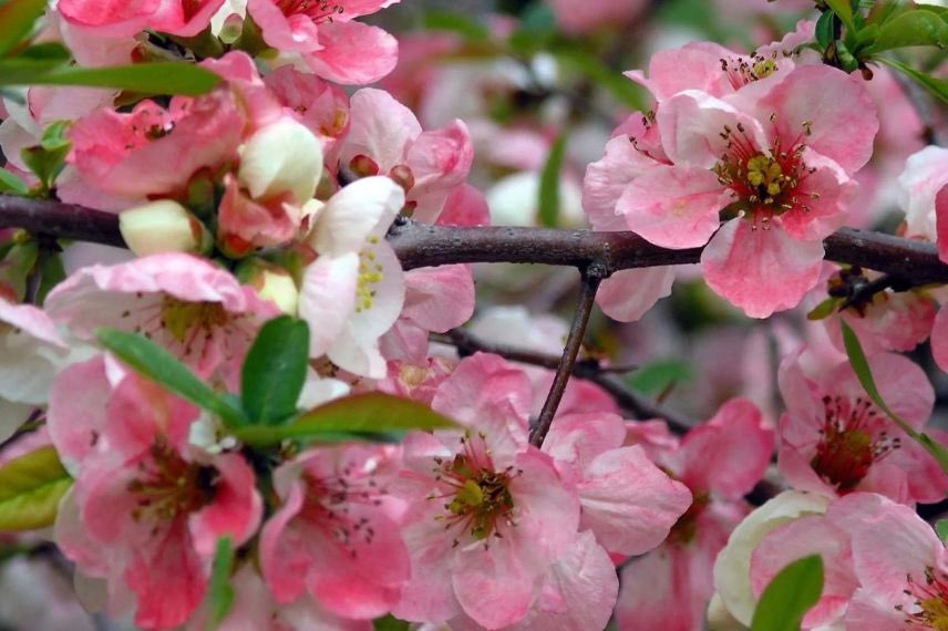 fleurs roses de cognassier du Japon