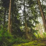 La communication chez les plantes : comment ça marche ?