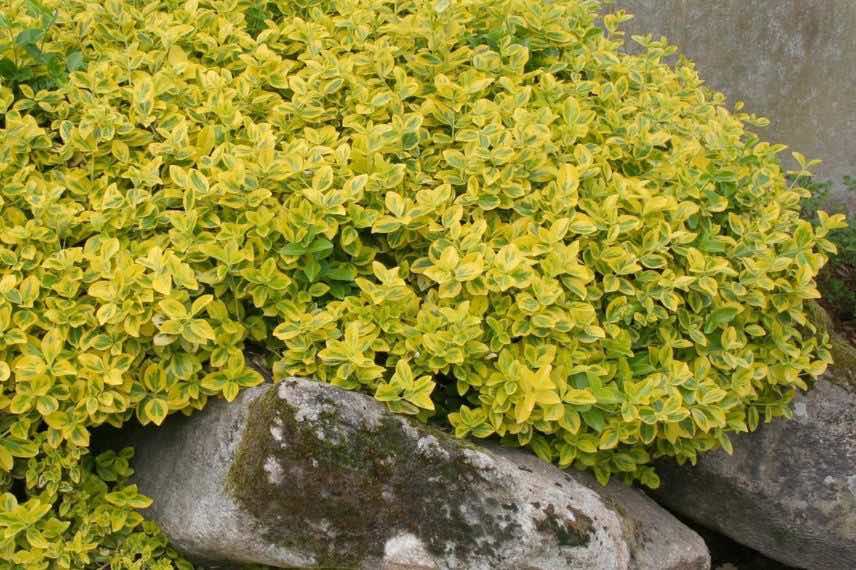 euonymus fortunei