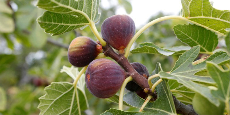 Figues : comment les récolter