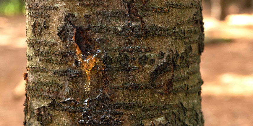 Gommose : écoulement sur l'écorce