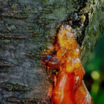 La gommose des arbres fruitiers à noyaux