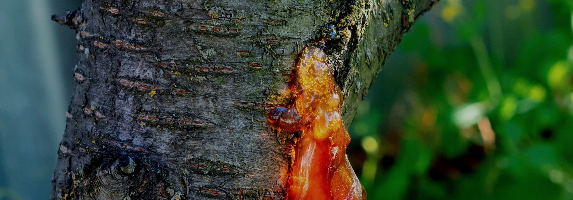 La gommose des arbres fruitiers à noyaux