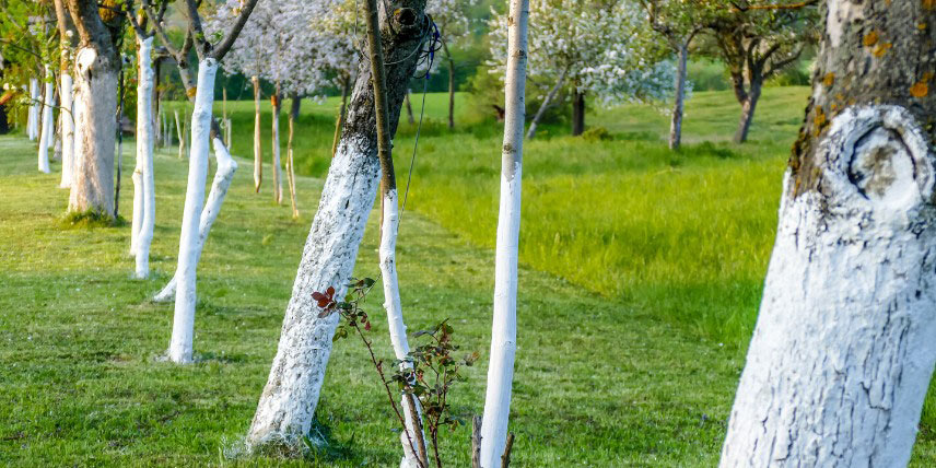 Gommose : prévention