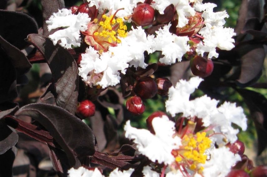 Lilas des Indes à fleurs blanches