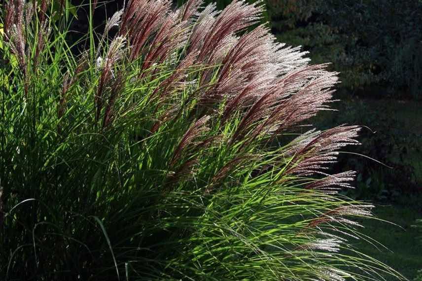 Miscanthus