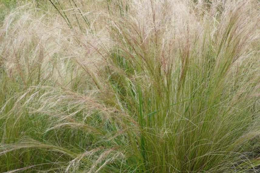 Stipa