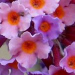 7 Arbres à papillons à feuillage persistant