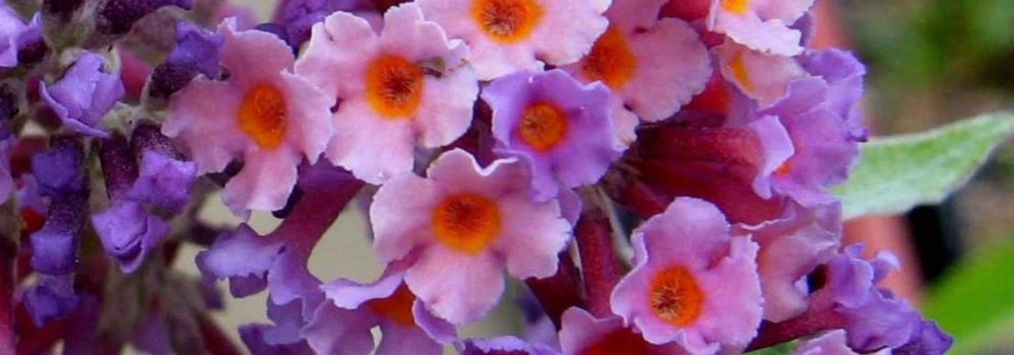 7 Arbres à papillons à feuillage persistant