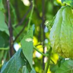 La christophine ou chayotte : planter, entretenir et récolter